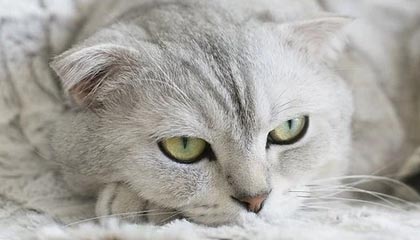 危险动作！萨尔瓦多亮鞋底铲倒深圳球员脚踝，吃到一张黄牌